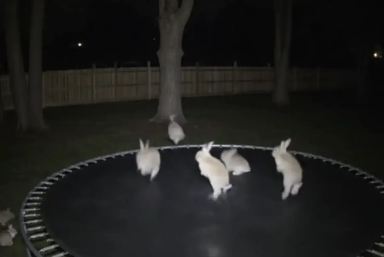AI-generated bunnies jumping on a trampoline.